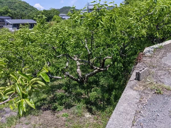 広島県福山市本郷町　売土地 1554㎡の画像1