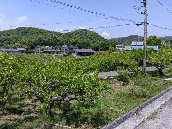 広島県福山市本郷町　売土地 1554㎡の画像3