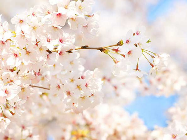 桜の花のイメージ